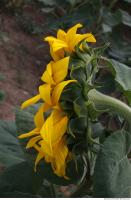 Sunflower 0003